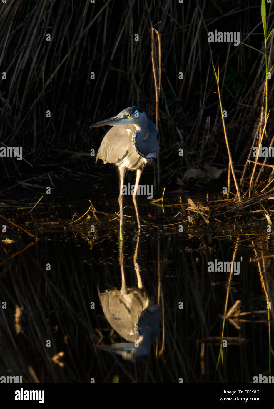 Portraitaufnahme von Grey Heron, in Marazion Marsh, Cornwall Stockfoto