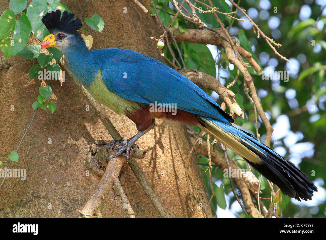 Großer blauer Turaco (Corythaeola Cristata) thront in Baum, Kampala, Uganda Stockfoto