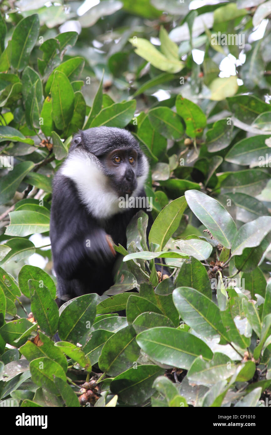 hoests Monkey (grüne Lhoesti) aka Berg Affe, im Bwigamiro Forest Reserve Uganda Stockfoto