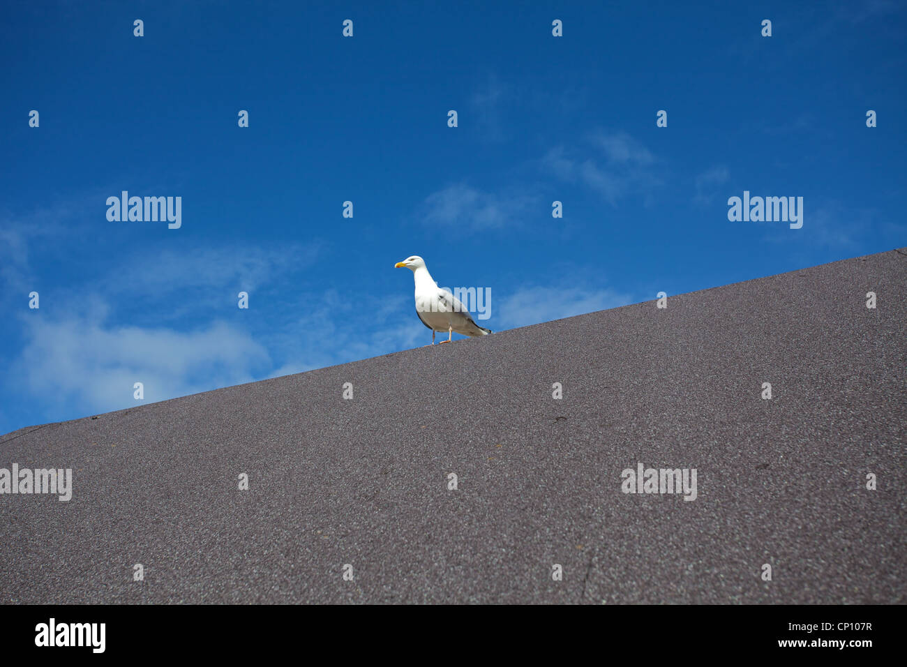 Ein Seagul stehend auf einem Dach, mit blauem Himmel hinter - St.Ives, Cornwall Stockfoto