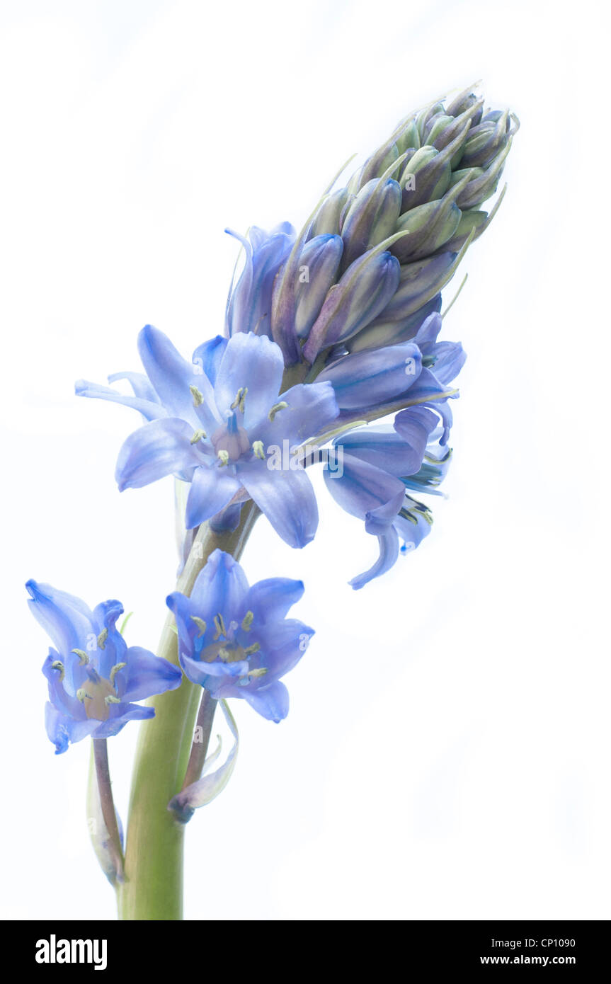 Nahaufnahme von Bluebells (Hyazinthe) auf einem weißen Hintergrund. Stockfoto