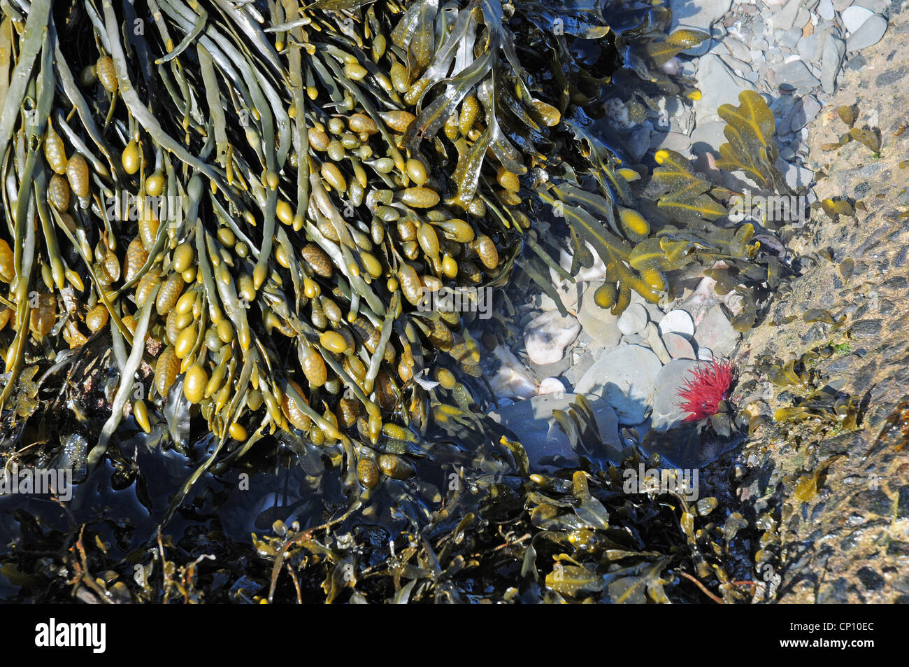 Blasentang-Fucus Vesiculosus und Mikrokügelchen Seeanemone Actinia Equina. Nord-Devon Lee Bay. Stockfoto