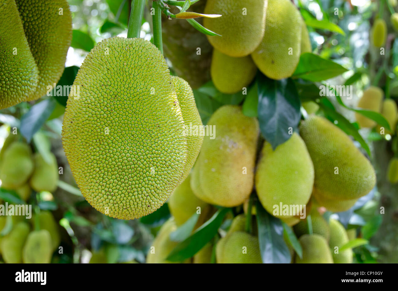 Vietnam Cu Chi. reif Jack Frucht am Baum Stockfotografie - Alamy