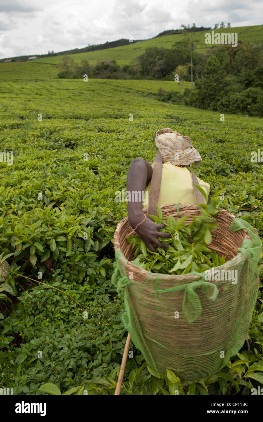 Arbeiter ernten frische Teeblätter in den Bereichen Fort Portal, Uganda, Ostafrika. Stockfoto