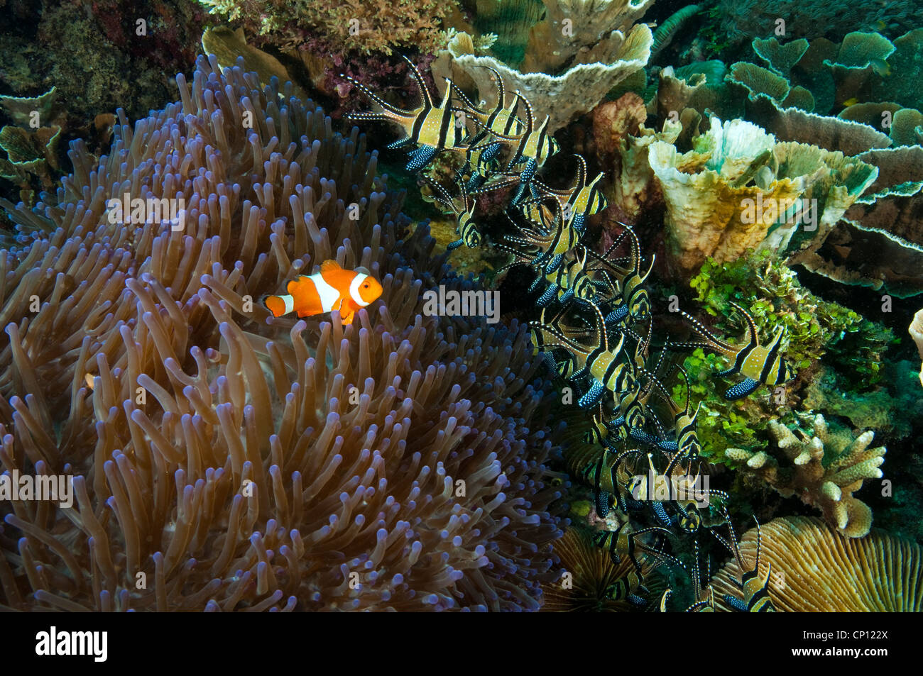 Banggai Kardinal Fische, Pterapagon Kauderni, bergende herrliche Seeanemone, Heteractis Magnifica, Sulawesi Indonesien Stockfoto