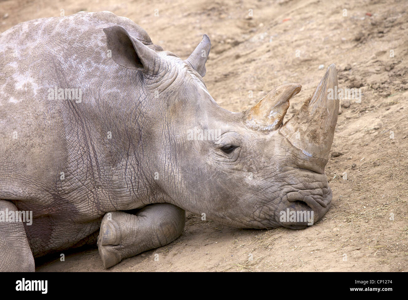 Eine ruhende weiß oder Square-lippige Rhinoceros (Ceratotherium Simum). Stockfoto