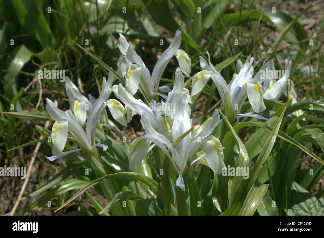 Iris Vicaria, Hissar Bereich Pamiro-Alai-Tadschikistan Stockfoto