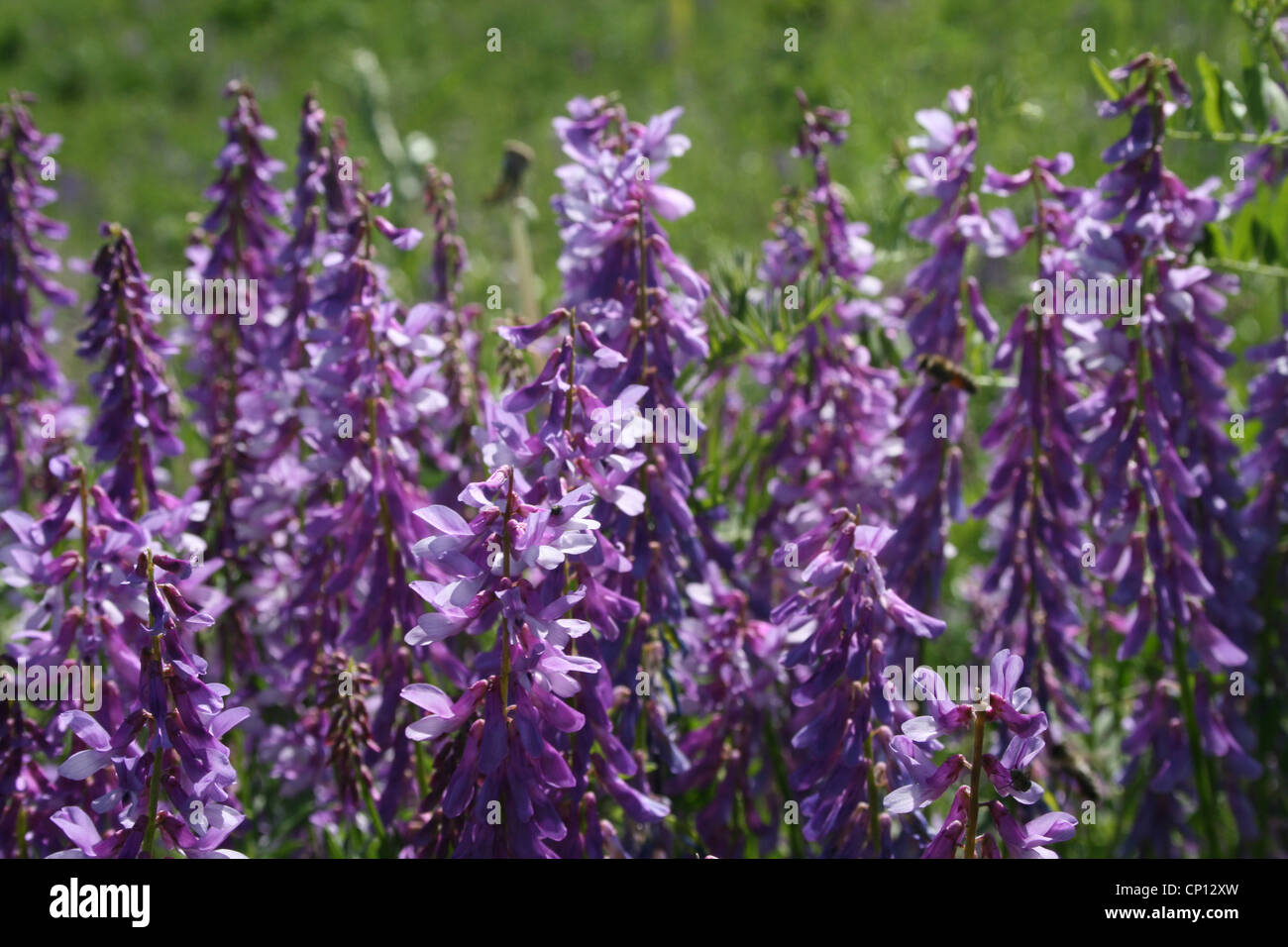 Fein-leaved Wicke, Vicia Tenuifolia, Tien-Shan, Kirgisistan Stockfoto