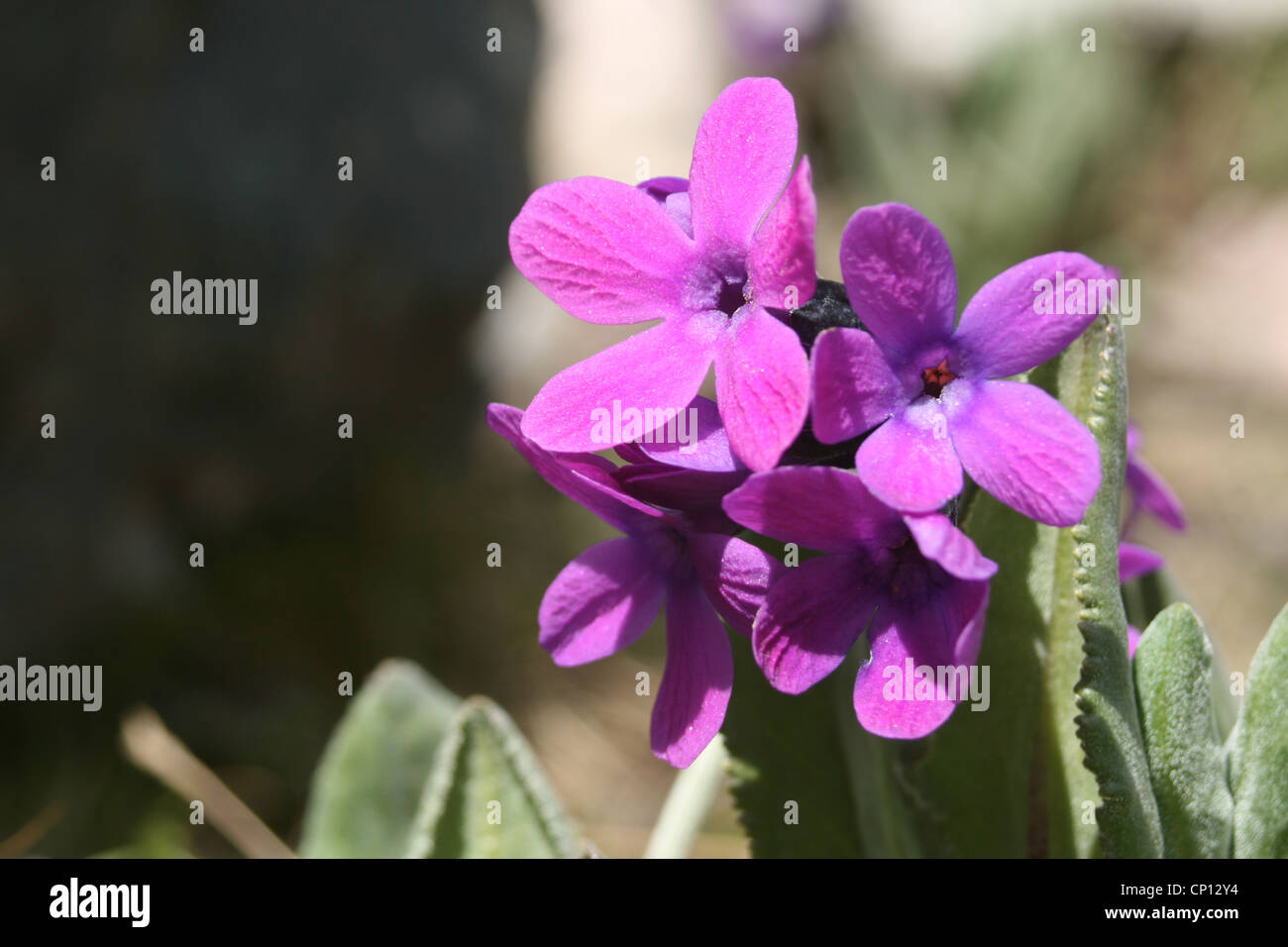 Primula Turkestanica, Tien-Shan, Kirgisistan Stockfoto