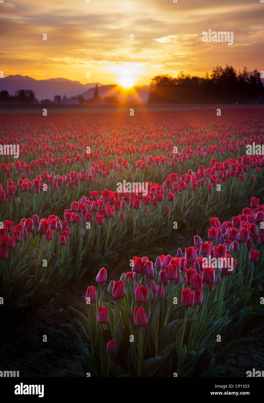 Tulpenfelder bei Sonnenaufgang im Skagit Valley in Mount Vernon, Washington, während die jährliche Tulpenfest Stockfoto