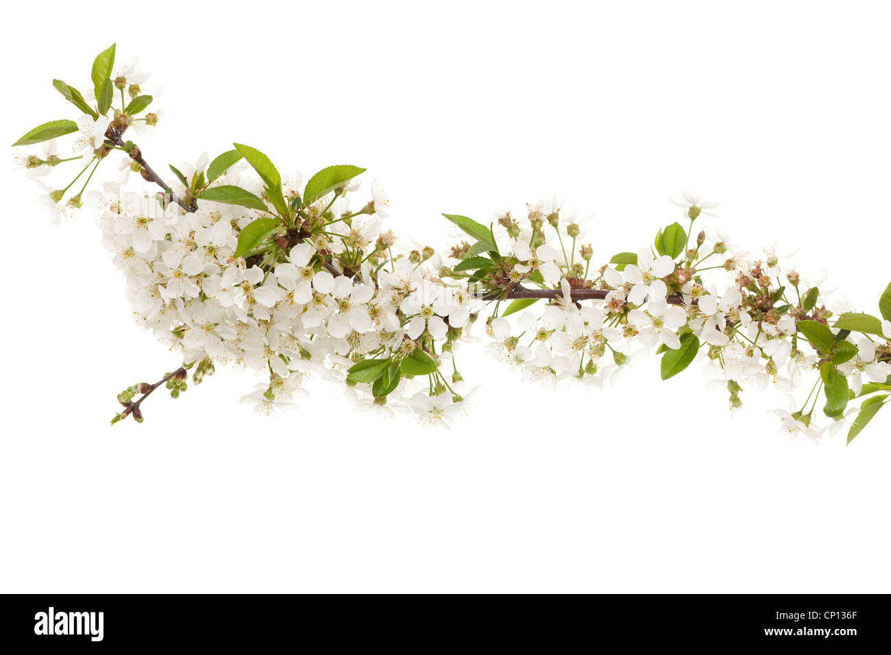 Kirsche Zweig mit Blumen auf weißem Hintergrund Stockfoto