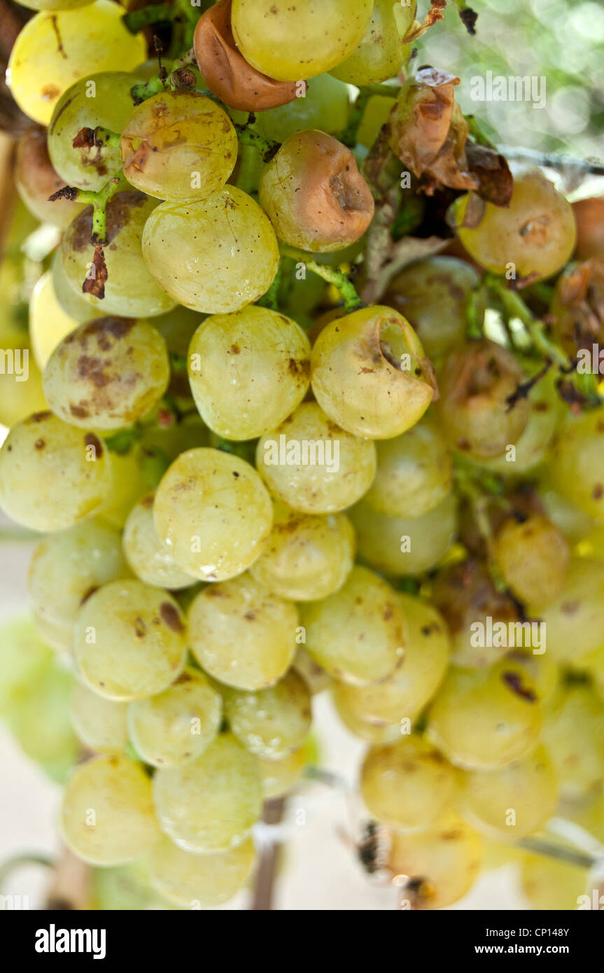 Cluster von weißen Trauben gegessen und beschädigt durch Wespen Stockfoto