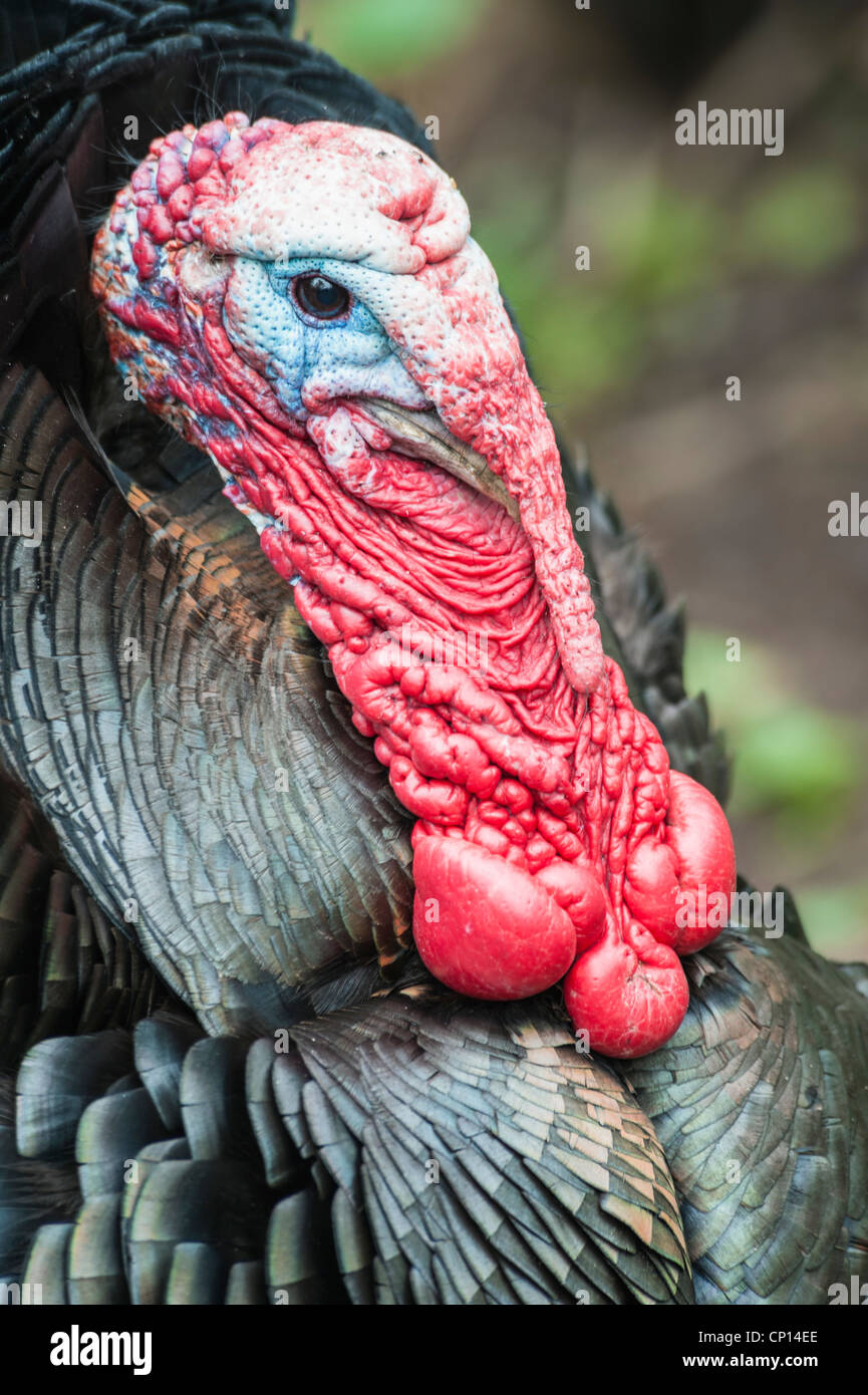 Männliche Türkei Seitenprofil Stockfoto