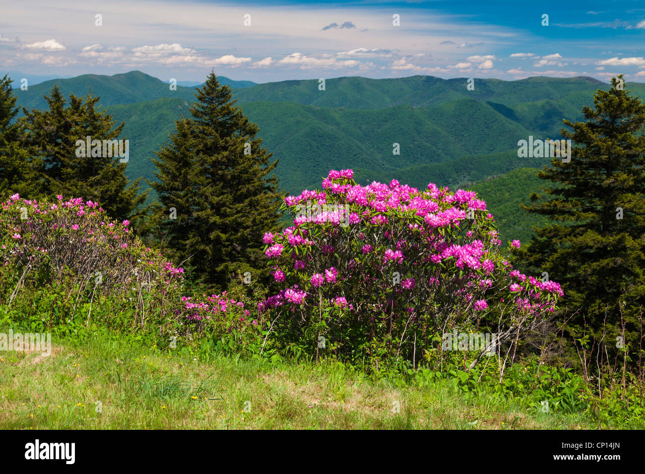 Catawba Rhododendron Rhododendron Catawbiense blühen in den höheren Lagen entlang der Blue Ridge Parkway in North Carolina. Stockfoto