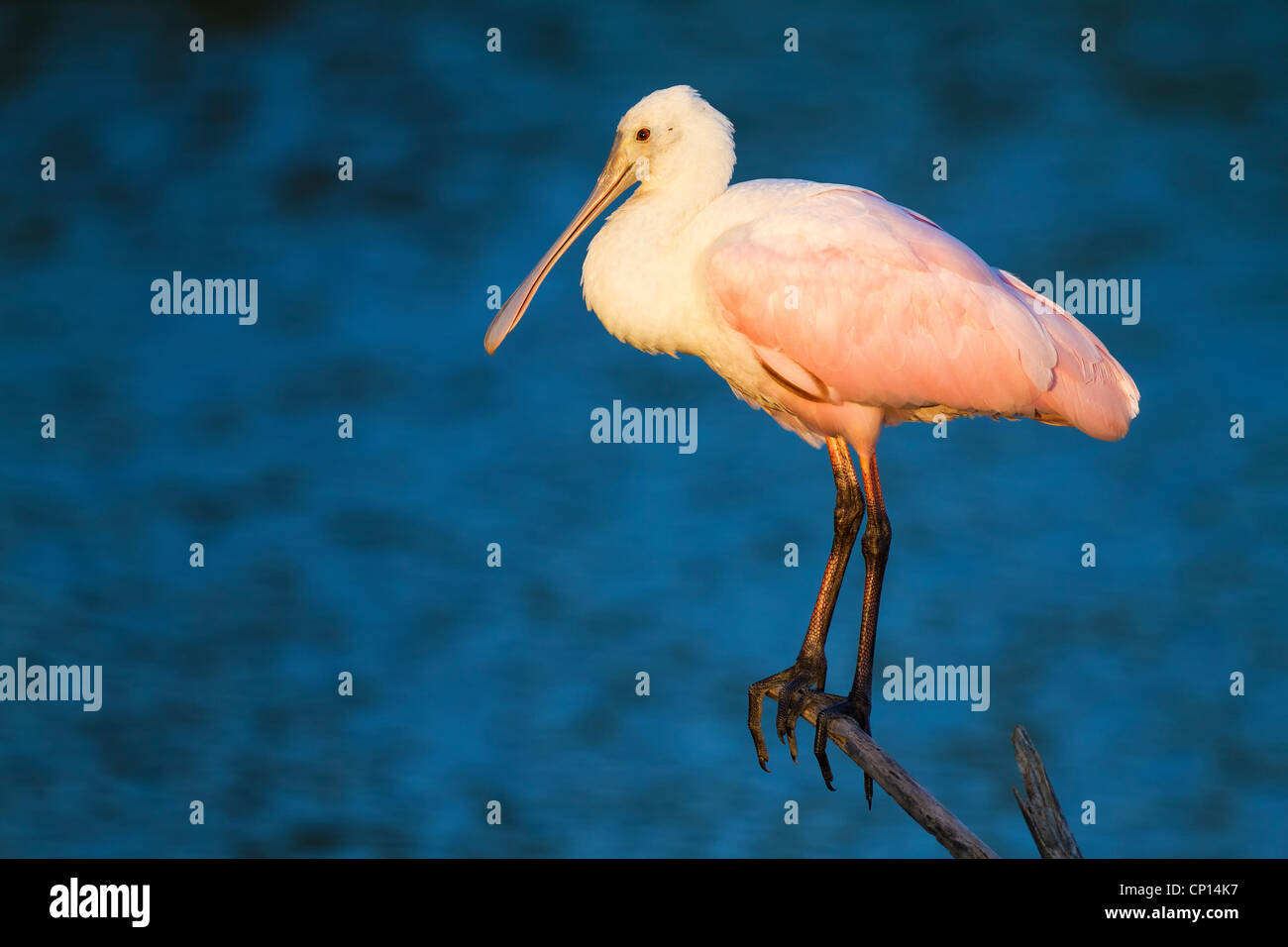 Rosige Löffler - Platalea Ajaja in Venedig Rookery, Florida. In warmes Licht auf blauem Hintergrund fotografiert. Stockfoto