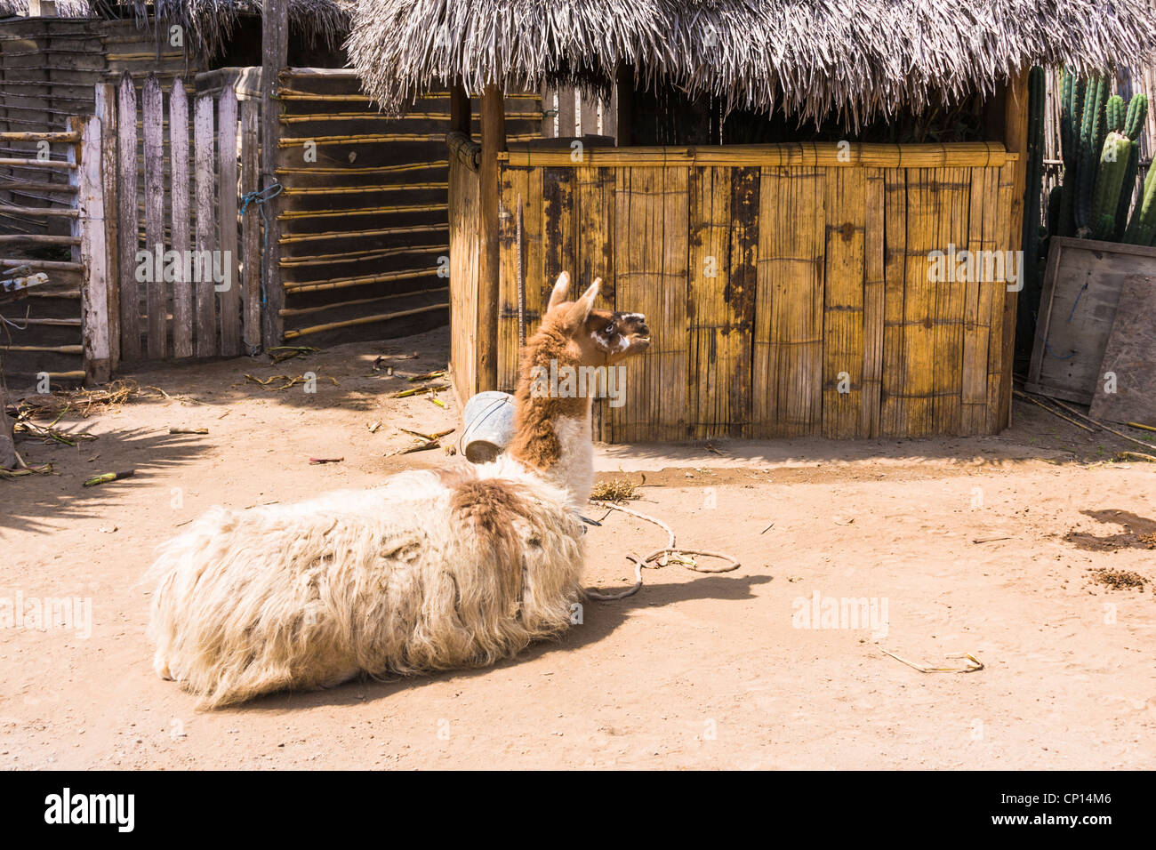 Lama im Museo de Sitio Intinan Äquatormuseum in Ecuador, etwas außerhalb von Quito, Ecuador. Stockfoto