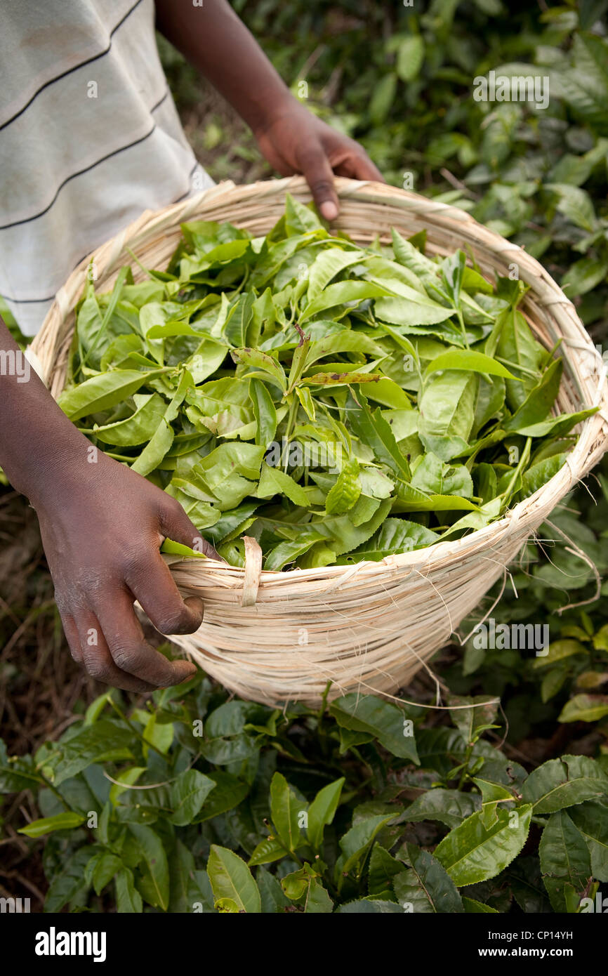 Arbeiter ernten frische Teeblätter in den Bereichen Fort Portal, Uganda, Ostafrika. Stockfoto