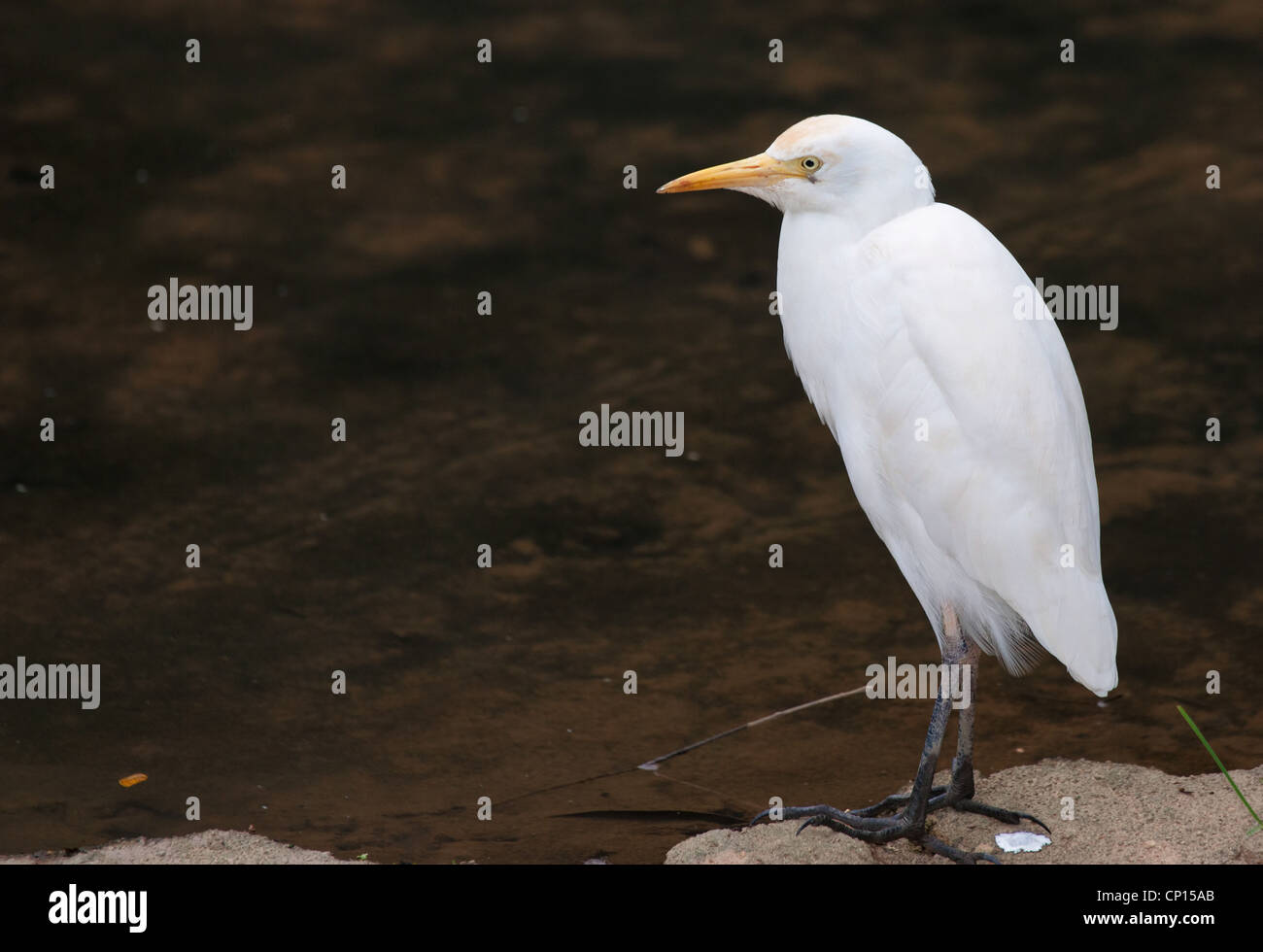 eine weiße Kuhreiher wartet, durch den Wasser-Rand Stockfoto