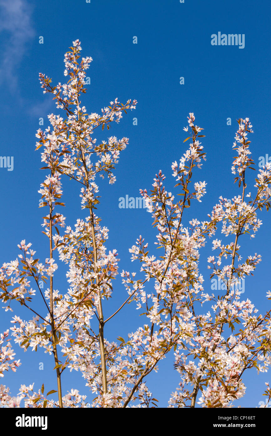 Amelanchier Arborea, Robin Hill Baum in Blüte Stockfoto