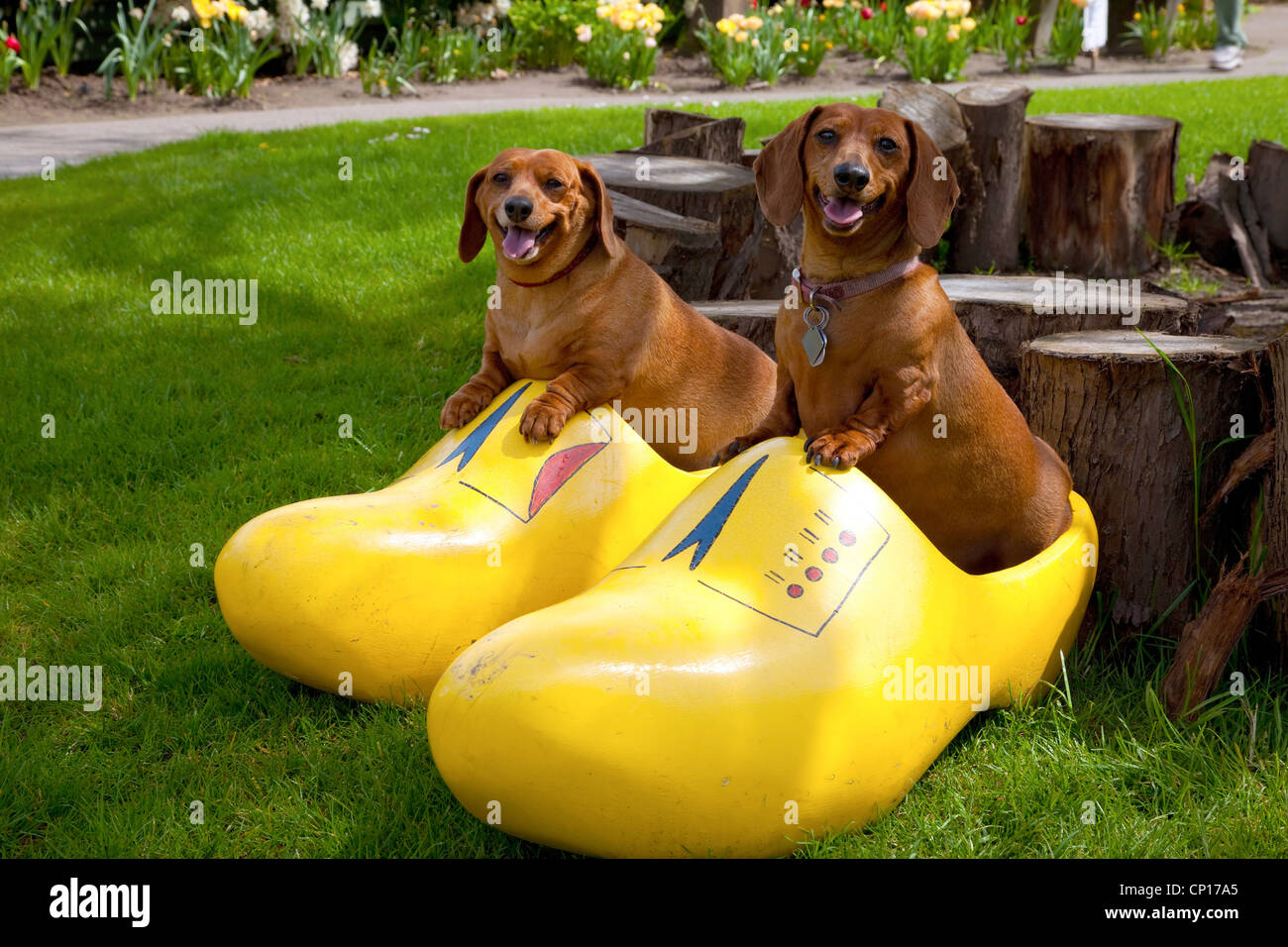 Glückliche Hunde in einem Holzschuh, Woodland WA. Stockfoto