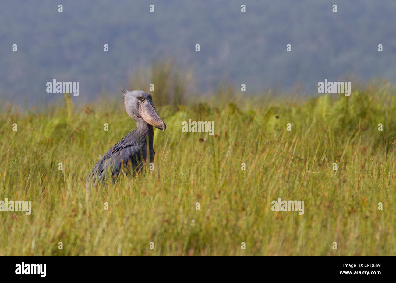 Schuhschnabel Storch (Balanaeceps Rex) an Mabamba Sumpf, Uganda Stockfoto