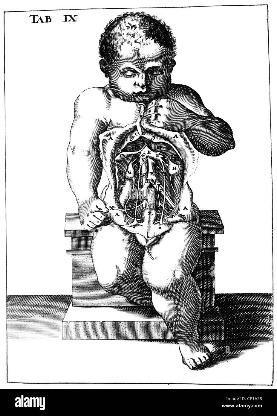 Medizin, Anatomie, Durchblutung, Illustration aus 'de formatu foetu', von Adrian van den Spieghel, 1578 - 1625, Additional-Rights-Clearences-not available Stockfoto