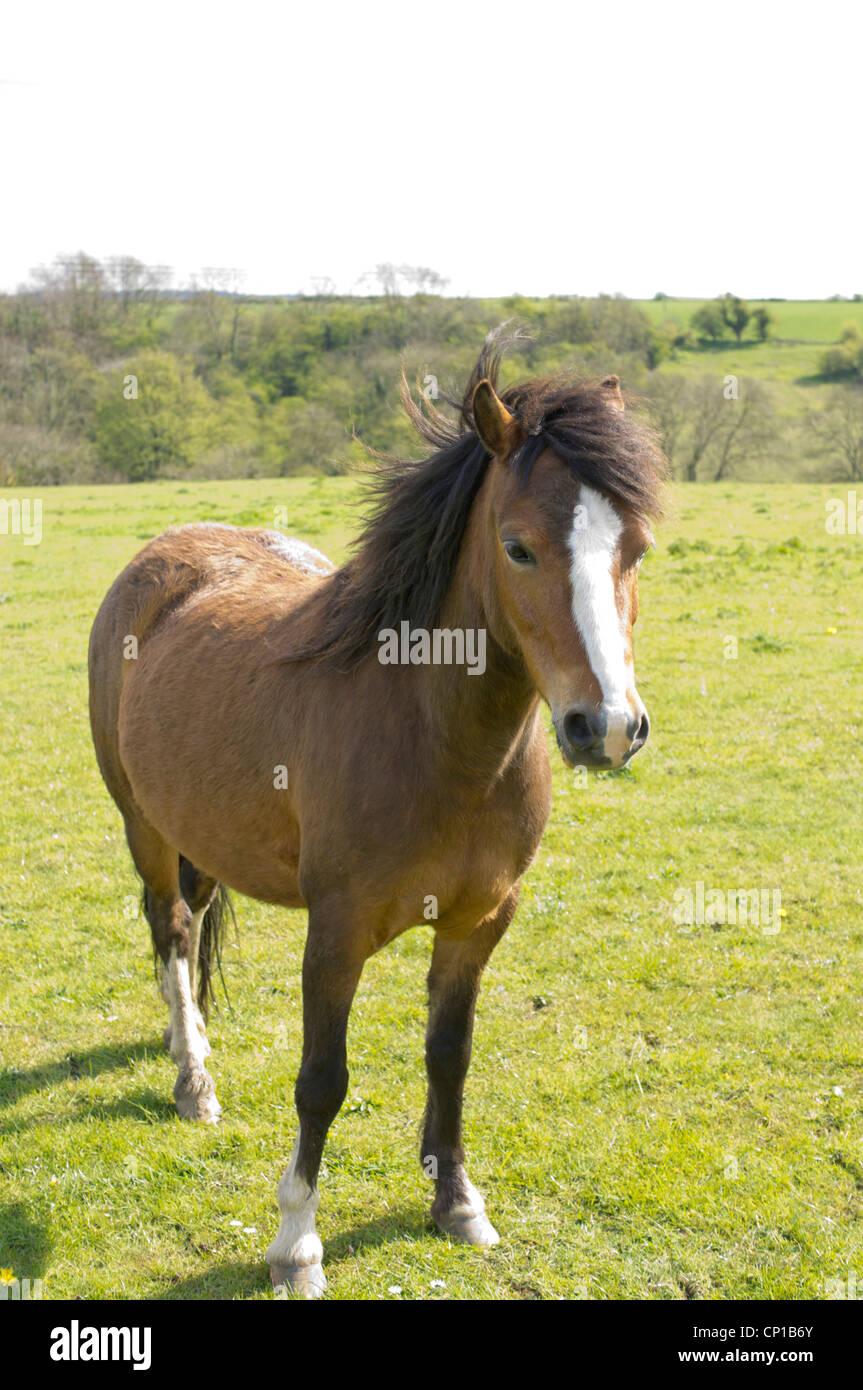 Pferd in einem Feld Stockfoto