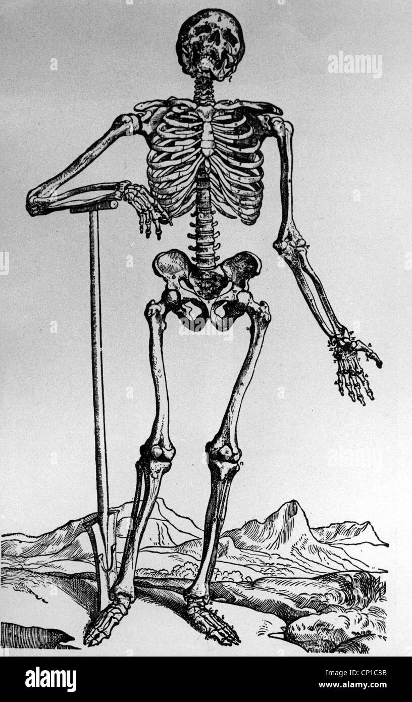 Medizin, Anatomie, Skelett, Holzschnitt von 'Suorum de humani' , Additional-Rights-Clearences-not available Stockfoto