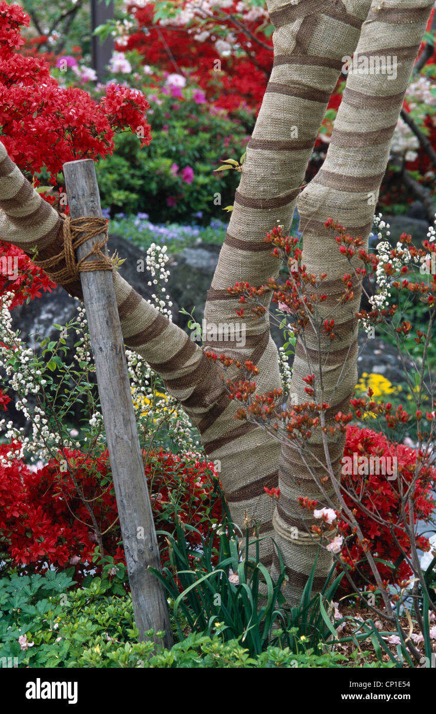 Äste gewickelt in Tuch unter den roten Blumen im Garten Stockfoto