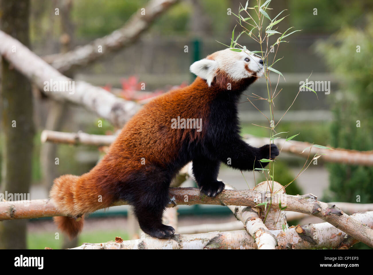 Ein männlicher roter Panda in einem Gehäuse in Birmingham Nature Centre in Großbritannien. Stockfoto