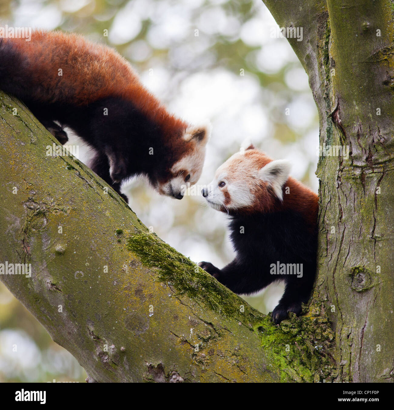 Mann (rechts) und Frau roter Panda oben einen Baum in einem Gehäuse in Birmingham Nature Centre in Großbritannien Stockfoto