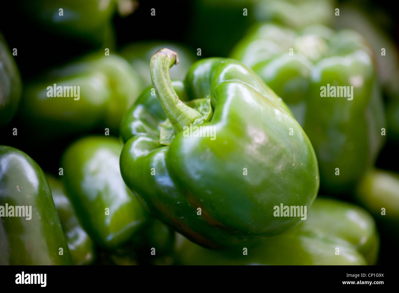 Grüner Paprika Stockfoto