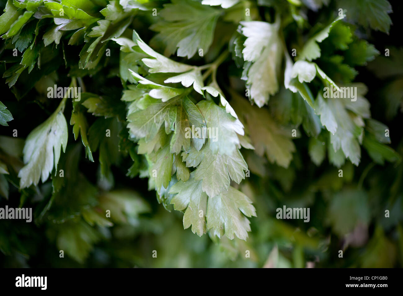 Petersilie pflanzen Stockfotos und bilder Kaufen Alamy