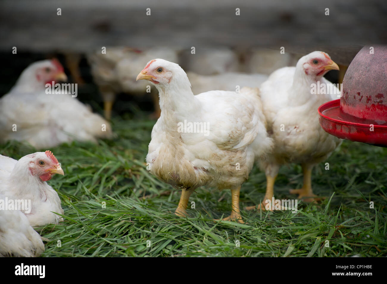 Hühner Stockfoto