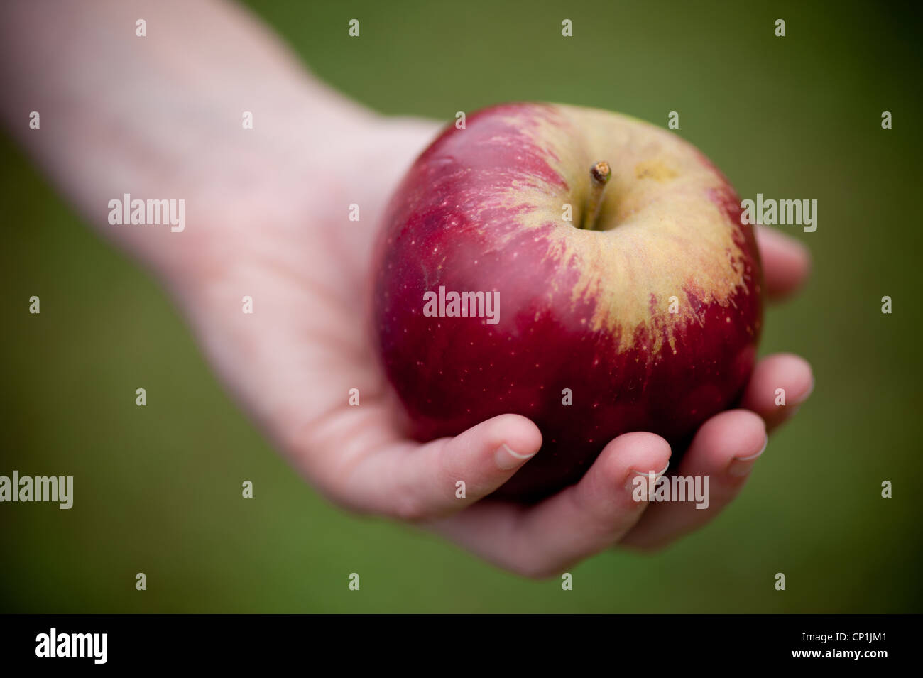 Hand, die einen roten Apfel Stockfoto