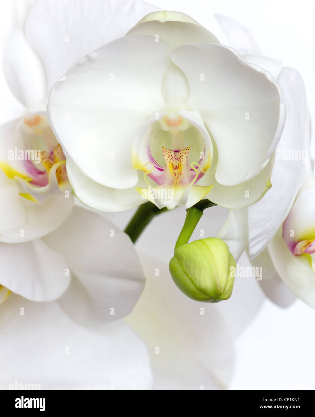 weiße Orchidee Stockfoto