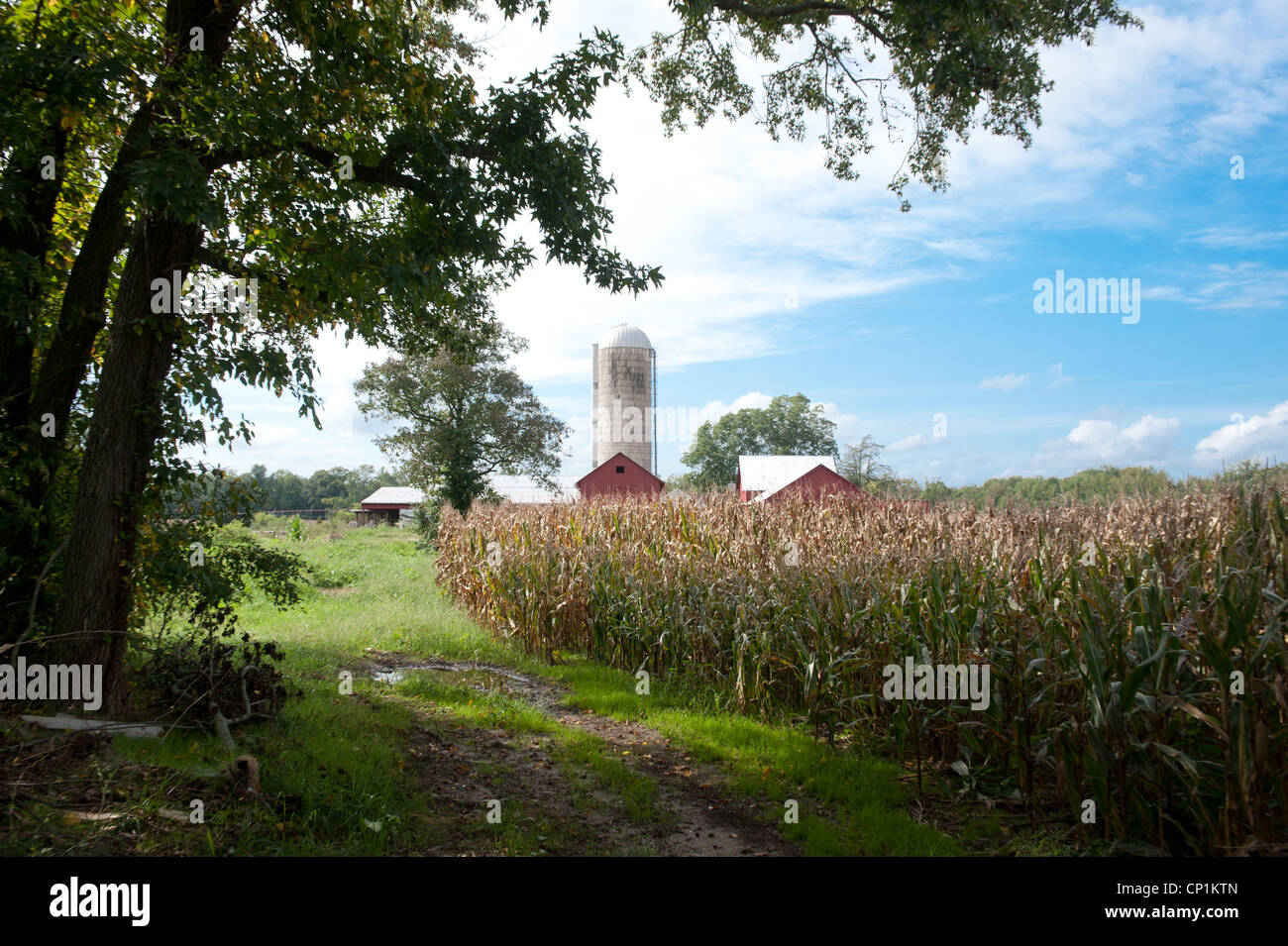 Bauernhof mit Silo, rote Scheune, Baum und Mais-Feld Stockfoto
