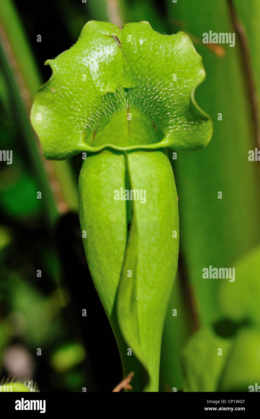 Schlauchpflanze Sarracenia Purpurea. Stockfoto