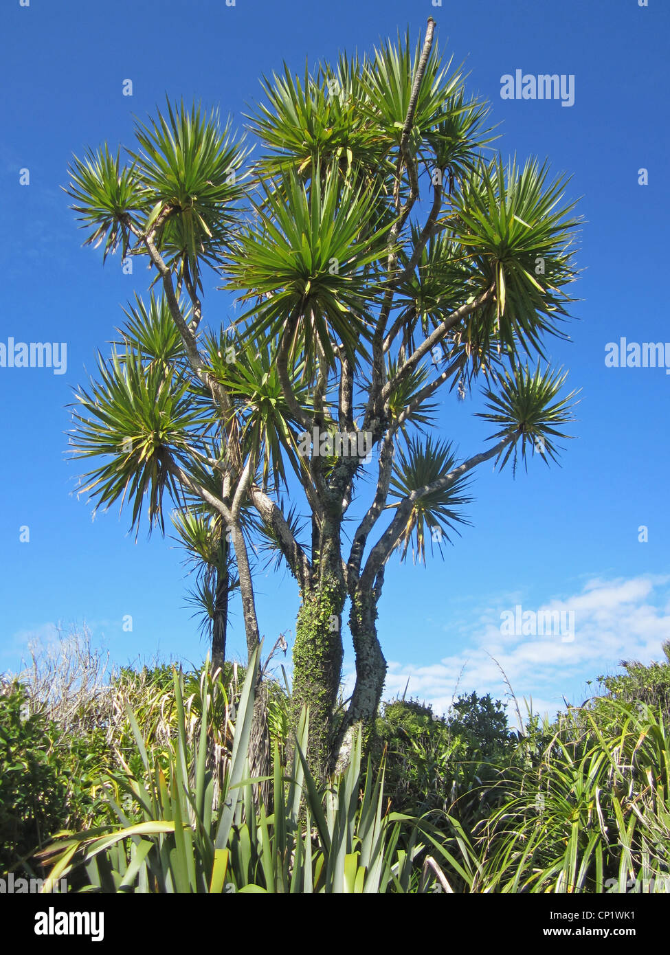Ein schönes Beispiel für Cordyline Australis oder Kohl-Baum, in der Nähe von Punakaiki an der Westküste der Südinsel Neuseelands Stockfoto