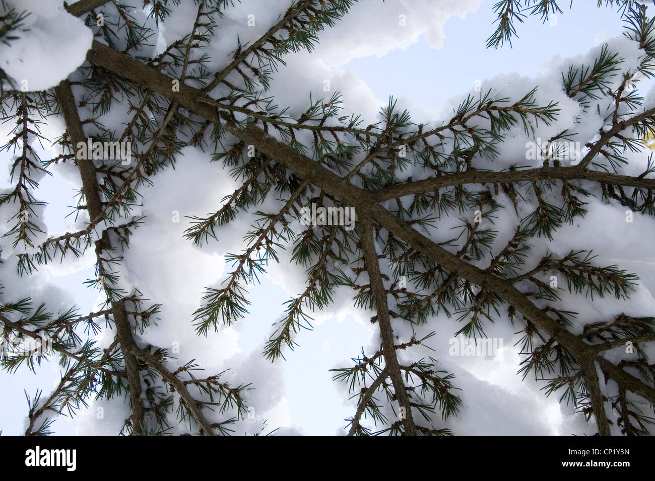 Bäume im Schnee. Stockfoto