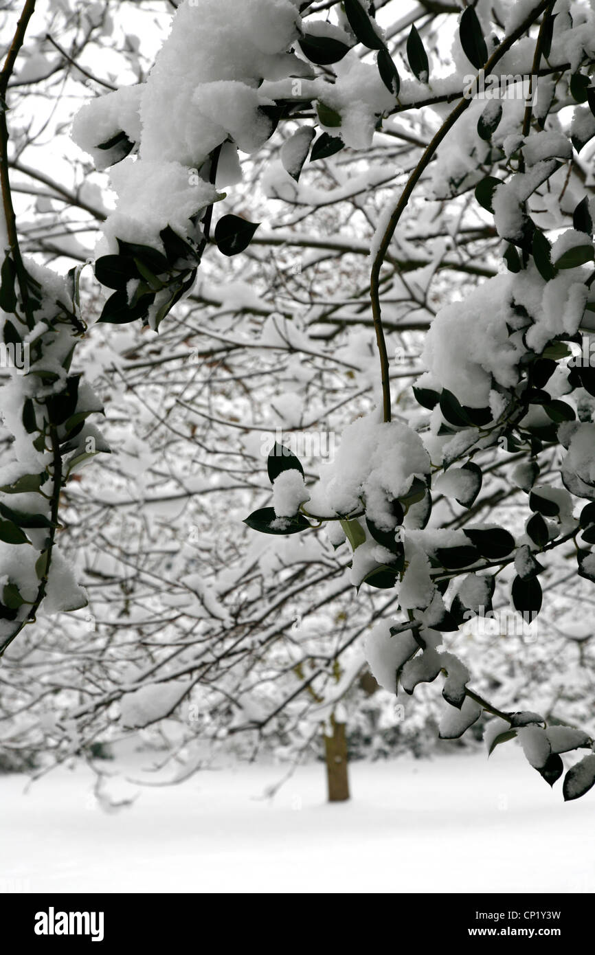 Bäume im Schnee. Stockfoto