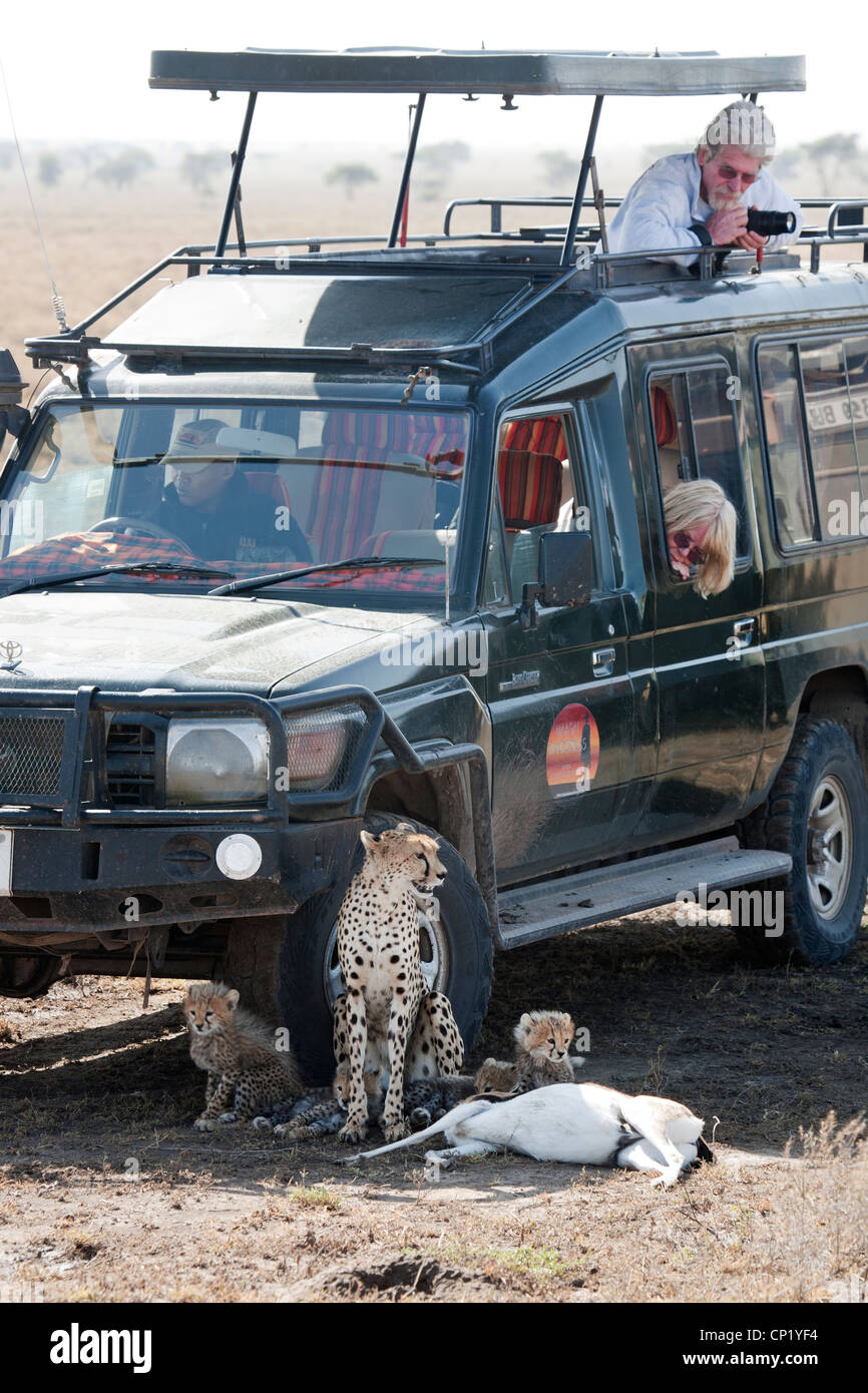 Mutter Geparden und Jungtiere mit Kill ruhen im Schatten eines touristischen Jeeps Stockfoto