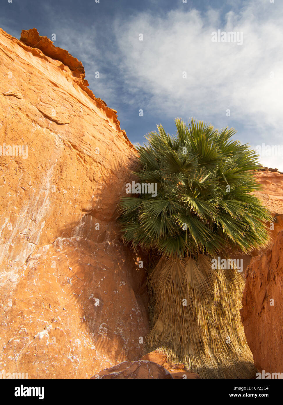 Eine Palme gedeiht in der Nähe der sickert Sandsteine des Teufels Brand, Nevada Stockfoto