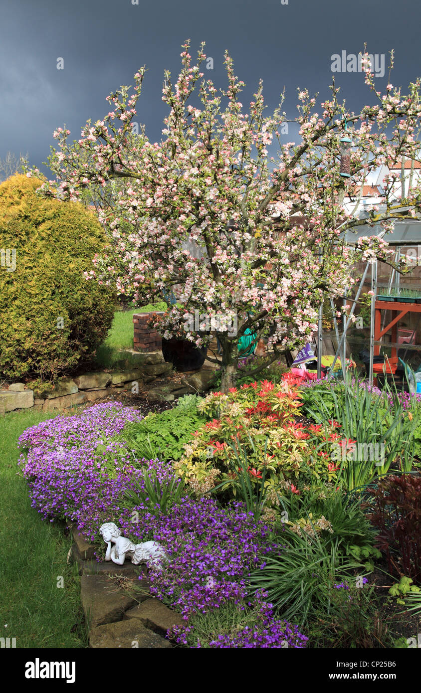 Egremont Rotbraun, Apfelbaum Blüte und Frühlingsblumen im Garten stürmischen Himmel North East England, Großbritannien Stockfoto