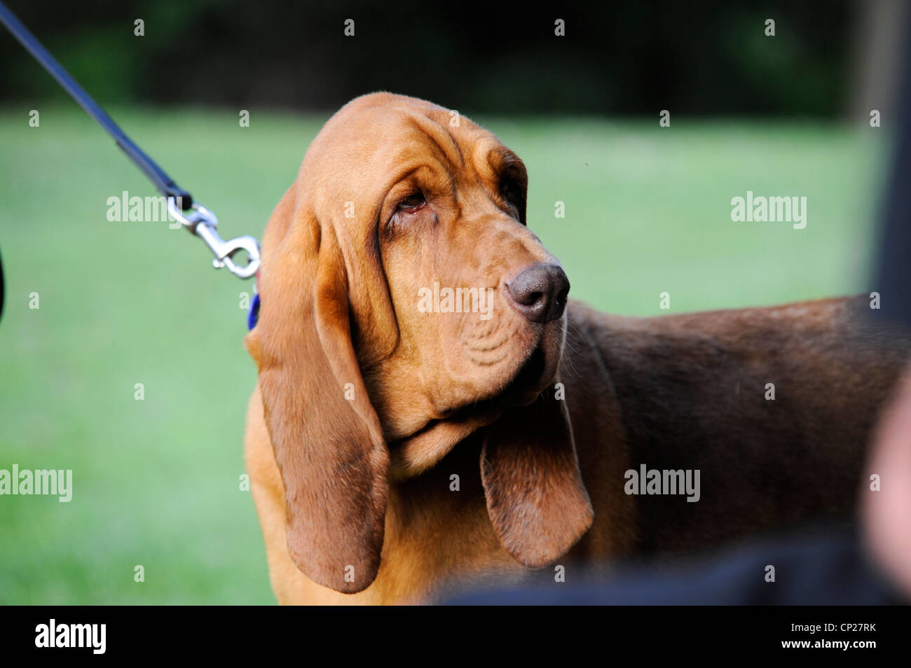 BLOODHOUND-SEARCH AND RESCUE DOG Stockfoto