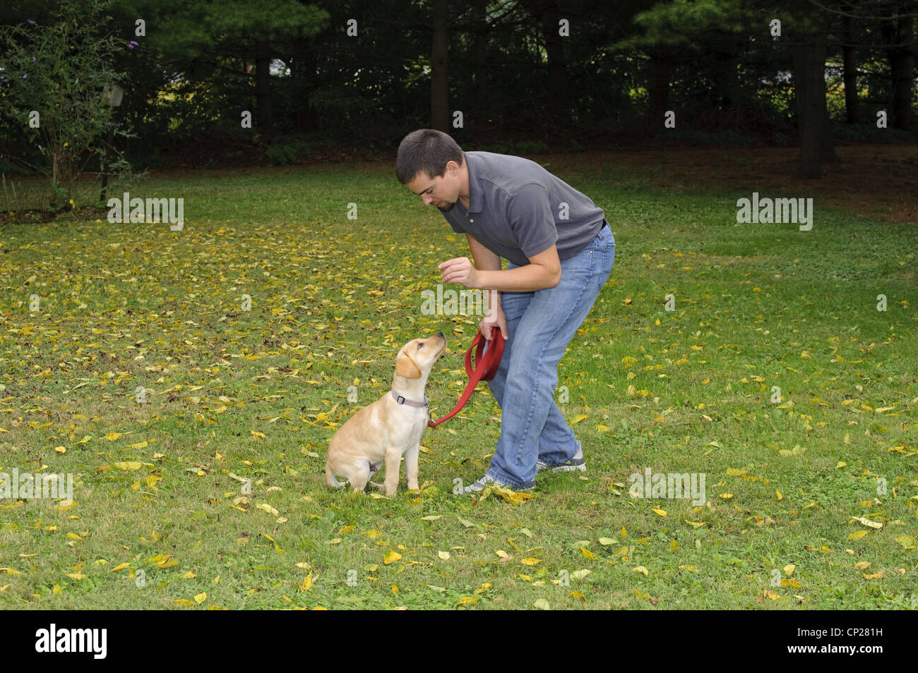 GEHORSAMTRAINING GELBE LABRADOR WELPEN 3 1/2 MONATE ALT Stockfoto