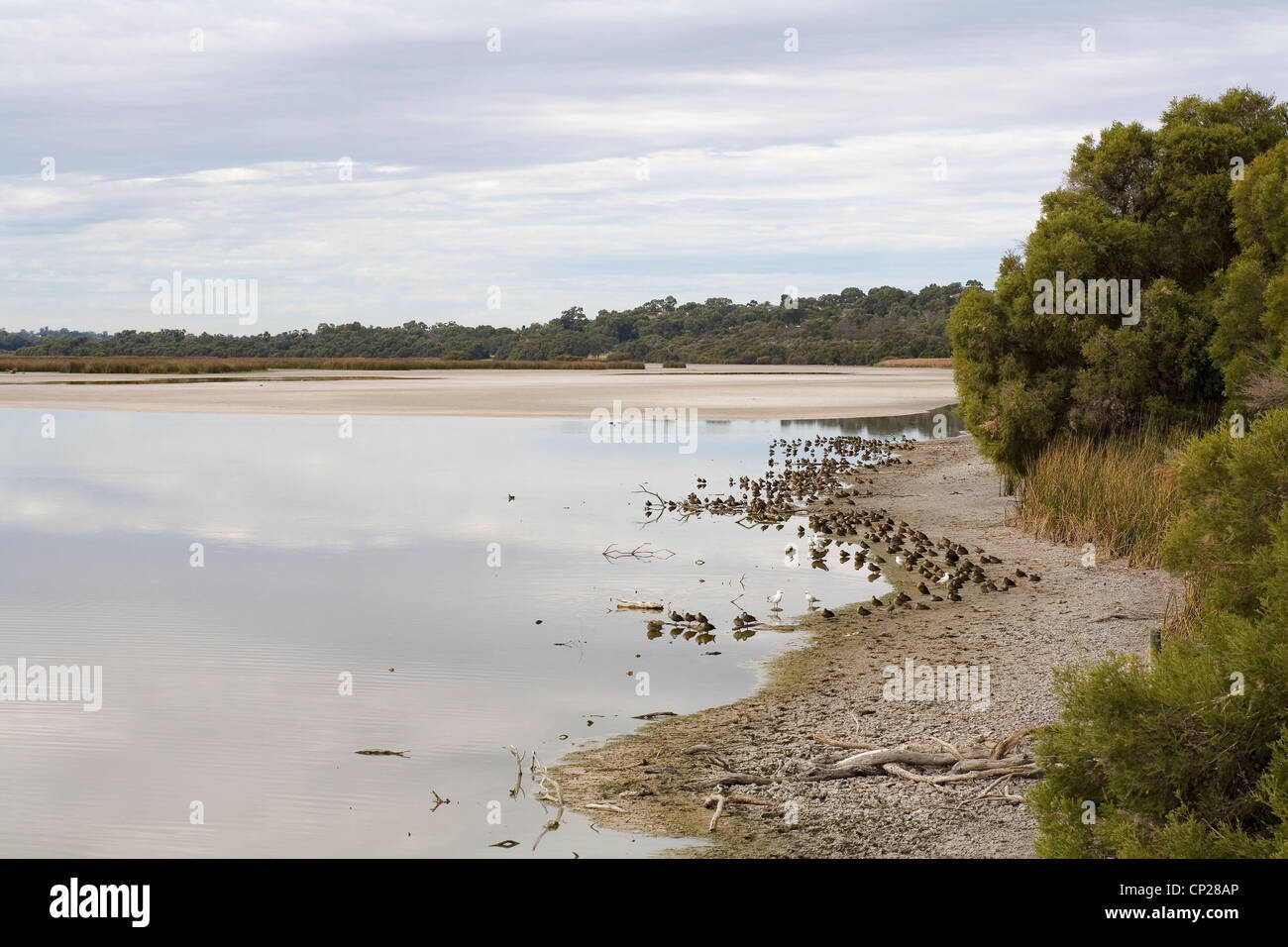 Uferlinie des Sees Joondalup, Perth. Western Australia, Australia Stockfoto