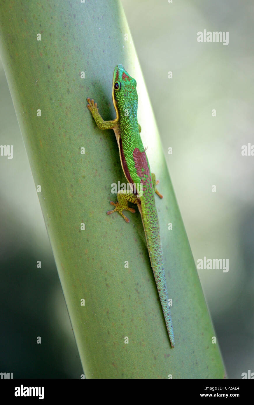 Gefütterte Taggecko, Phelsuma Lineata, Gekkonidae, Squamata, Reptilia.  Andasibe Reservat, Madagaskar, Afrika. Stockfoto
