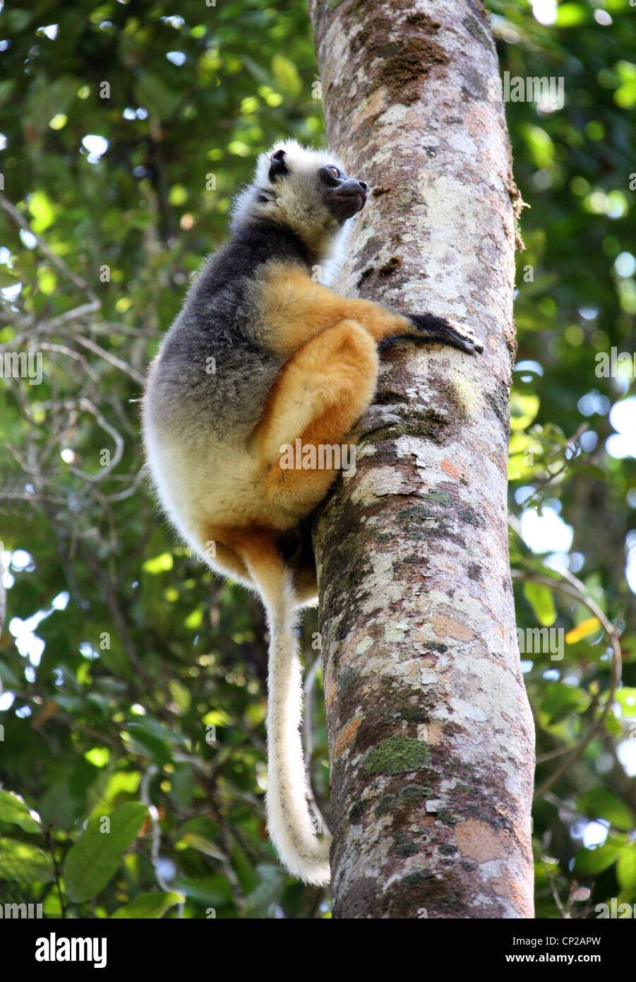 DIAdem Sifaka oder Maughold Sifaka, Propithecus Diadema, Indriidae, Lemuriformes, Primaten. Andasibe Nature Reserve, Madagaskar. Stockfoto
