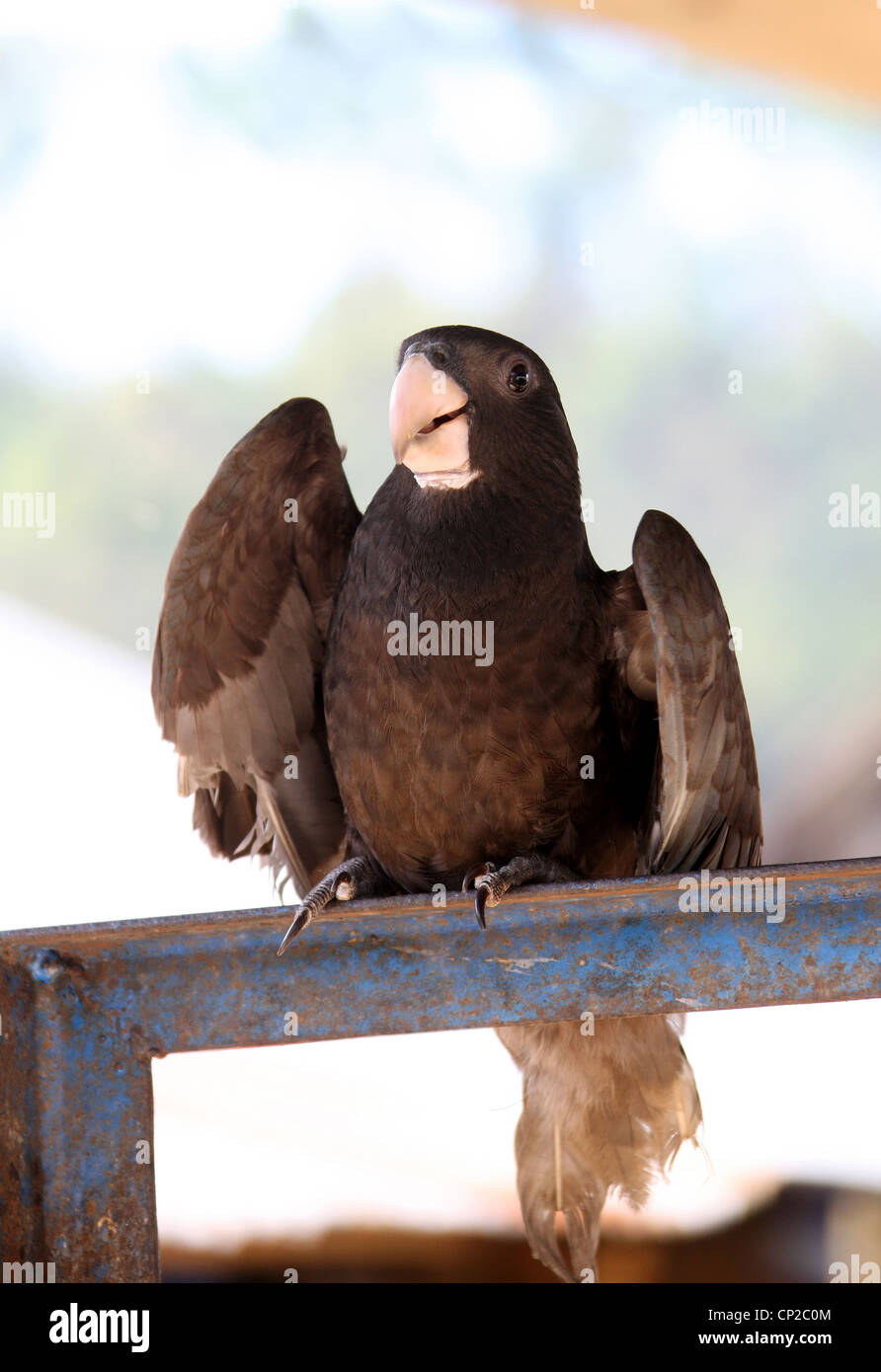 Black Parrot oder weniger Vasa Papagei, Coracopsis Nigra, Psittacidae. Vogel, Andasibe Dorf der Provinz Toamasina, Madagaskar zu zähmen. Stockfoto